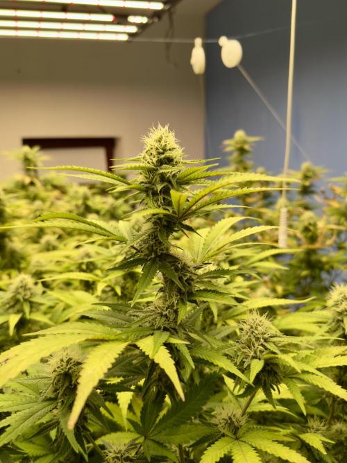 Critical Mass & Black Rainbow SoG. Week 12 - Critical Mass