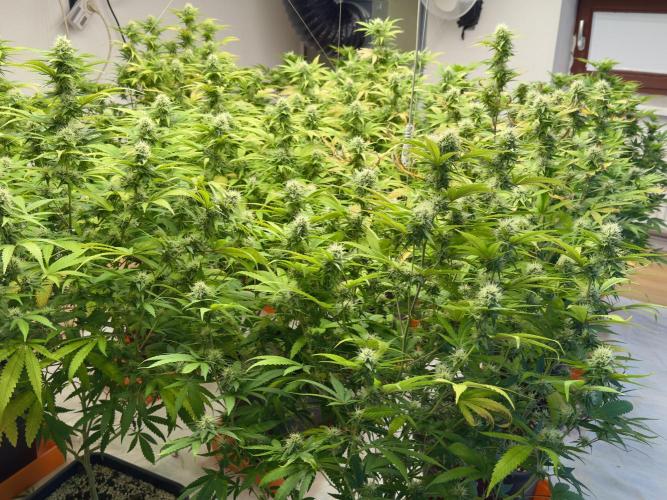 Critical Mass & Black Rainbow SoG. Week 12