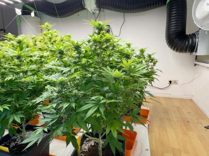 Critical Mass & Black Rainbow SoG. Week 12 - Black Rainbow