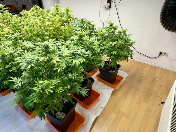 Critical Mass & Black Rainbow SoG. Week 12 - Black Rainbow
