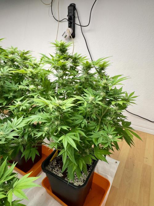 Critical Mass & Black Rainbow SoG. Week 12 - Black Rainbow