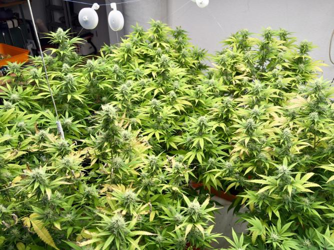 Critical Mass & Black Rainbow SoG. Week 12