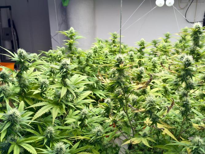 Critical Mass & Black Rainbow SoG. Week 12