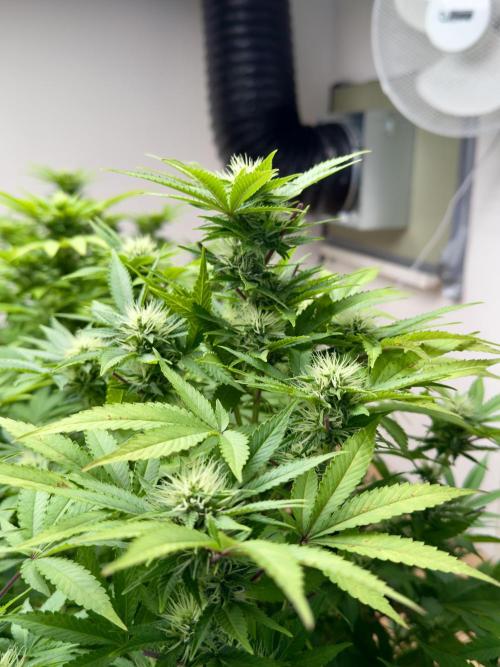 Critical Mass & Black Rainbow SoG. Week 12 - Black Rainbow