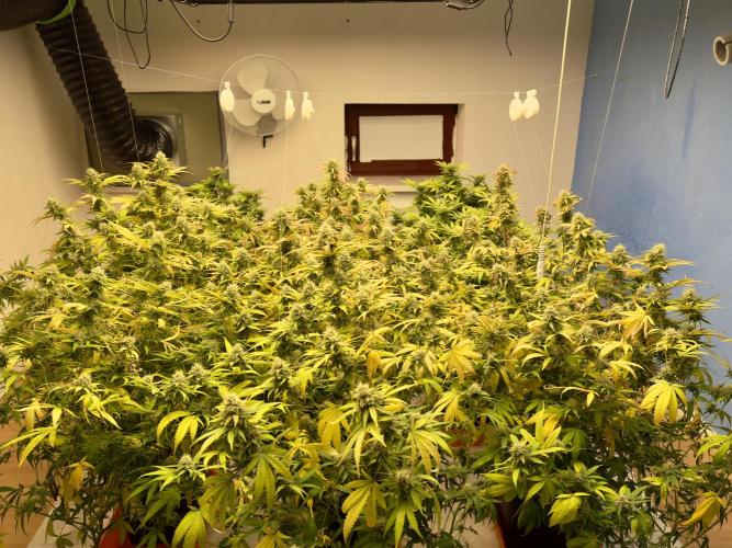 Critical Mass & Black Rainbow SoG. Week 13