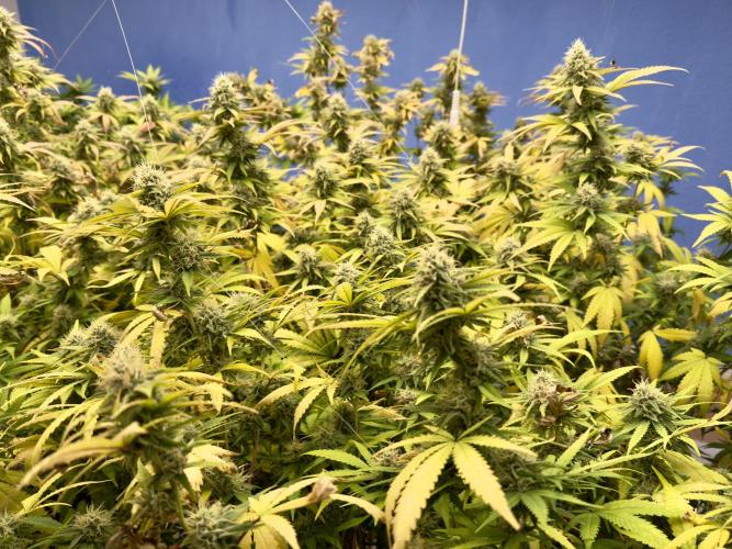 Critical Mass & Black Rainbow SoG. Week 13