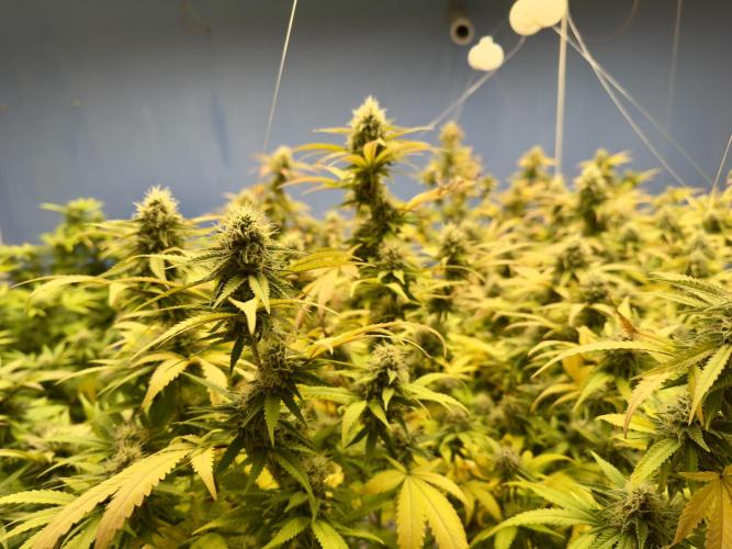 Critical Mass & Black Rainbow SoG. Week 13 - Critical Mass