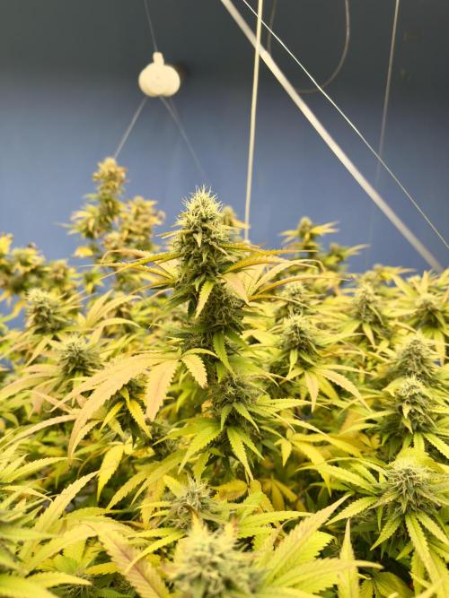 Critical Mass & Black Rainbow SoG. Week 13 - Critical Mass