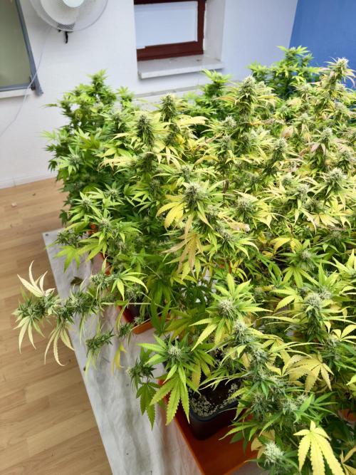 Critical Mass & Black Rainbow SoG. Week 13 - Halp