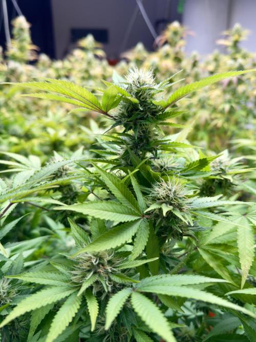 Critical Mass & Black Rainbow SoG. Week 13 - Black Rainbow