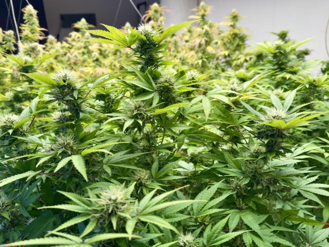 Critical Mass & Black Rainbow SoG. Week 13 - Black Rainbow