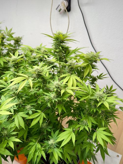 Critical Mass & Black Rainbow SoG. Week 13 - Black Rainbow