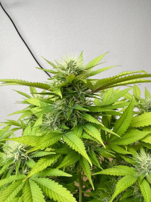 Critical Mass & Black Rainbow SoG. Week 13 - Black Rainbow