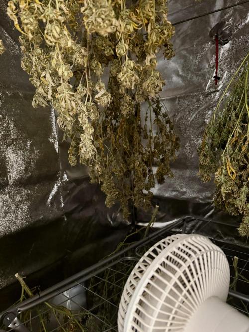 Critical Mass & Black Rainbow SoG. Week 14