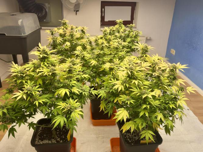 Critical Mass & Black Rainbow SoG. Week 14