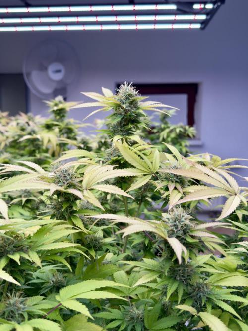 Critical Mass & Black Rainbow SoG. Week 14