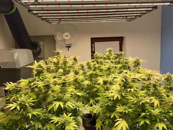 Critical Mass & Black Rainbow SoG. Week 14