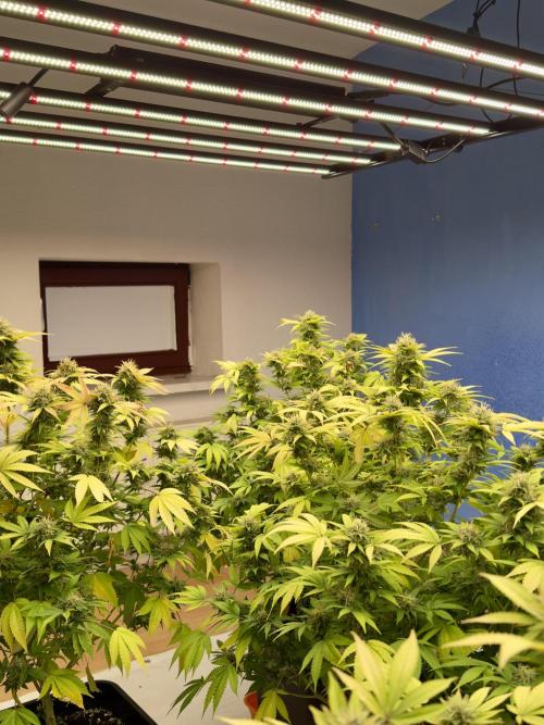 Critical Mass & Black Rainbow SoG. Week 14