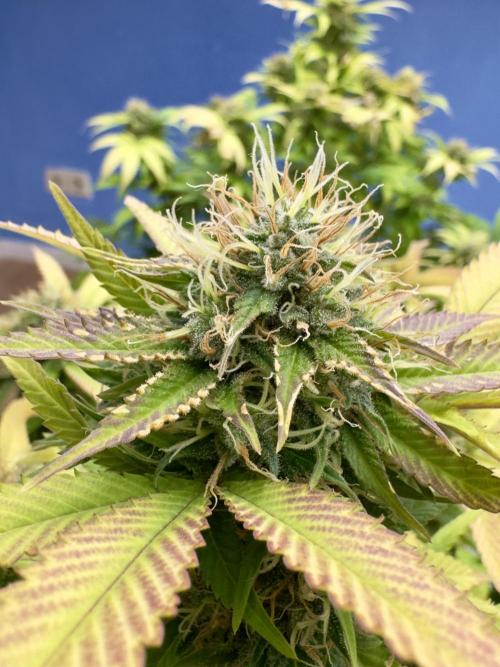 Critical Mass & Black Rainbow SoG. Week 14