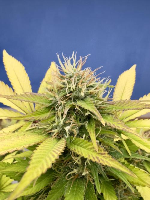 Critical Mass & Black Rainbow SoG. Week 14