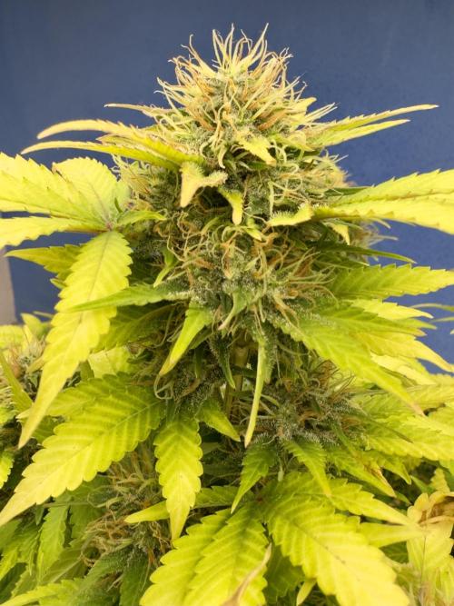 Critical Mass & Black Rainbow SoG. Week 14