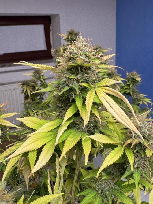 Critical Mass & Black Rainbow SoG. Week 15