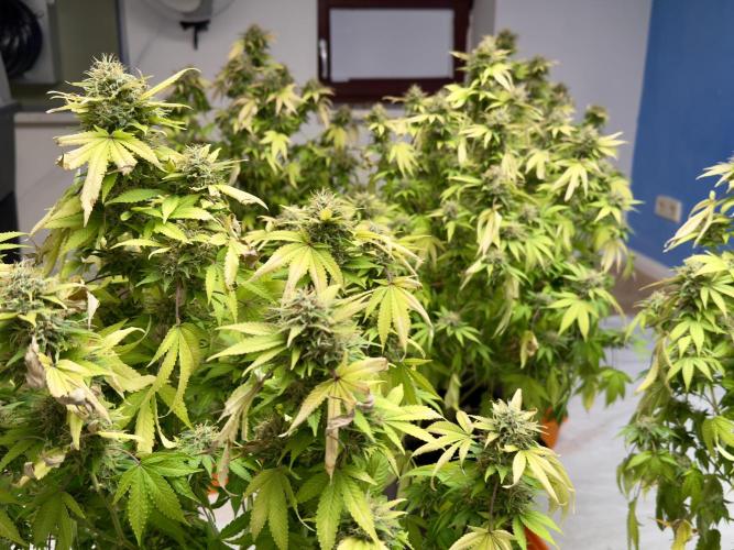 Critical Mass & Black Rainbow SoG. Week 15