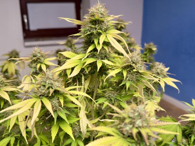 Critical Mass & Black Rainbow SoG. Week 15