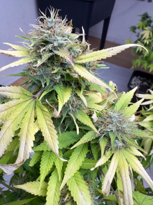 Critical Mass & Black Rainbow SoG. Week 15