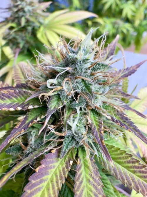 Critical Mass & Black Rainbow SoG. Week 15