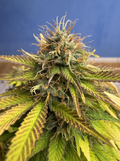 Critical Mass & Black Rainbow SoG. Week 15