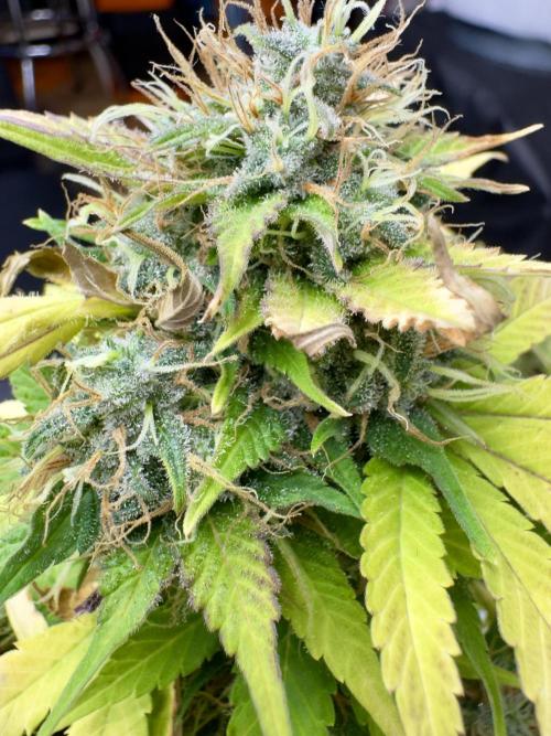 Critical Mass & Black Rainbow SoG. Week 15