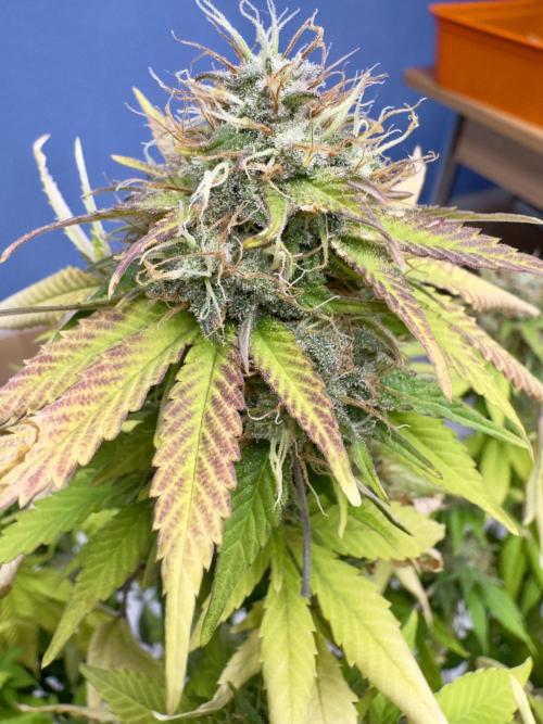 Critical Mass & Black Rainbow SoG. Week 15