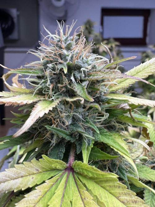 Critical Mass & Black Rainbow SoG. Week 15