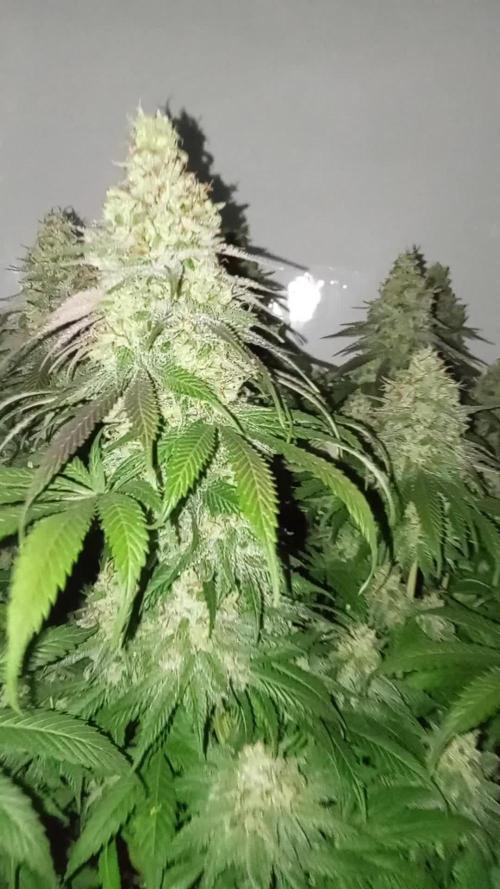 Special Kush #1 indoor