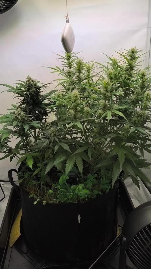 Little automatic expiriment