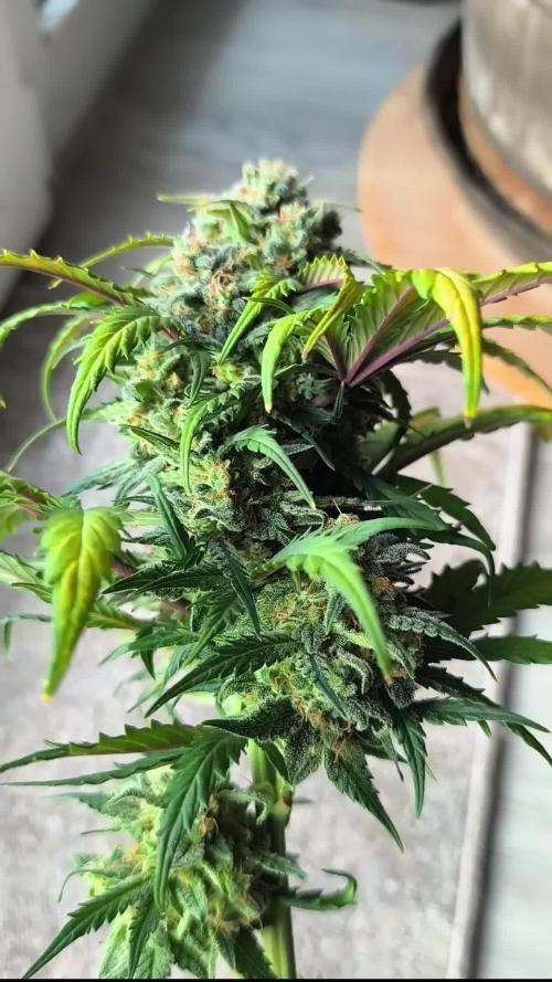 Little automatic expiriment