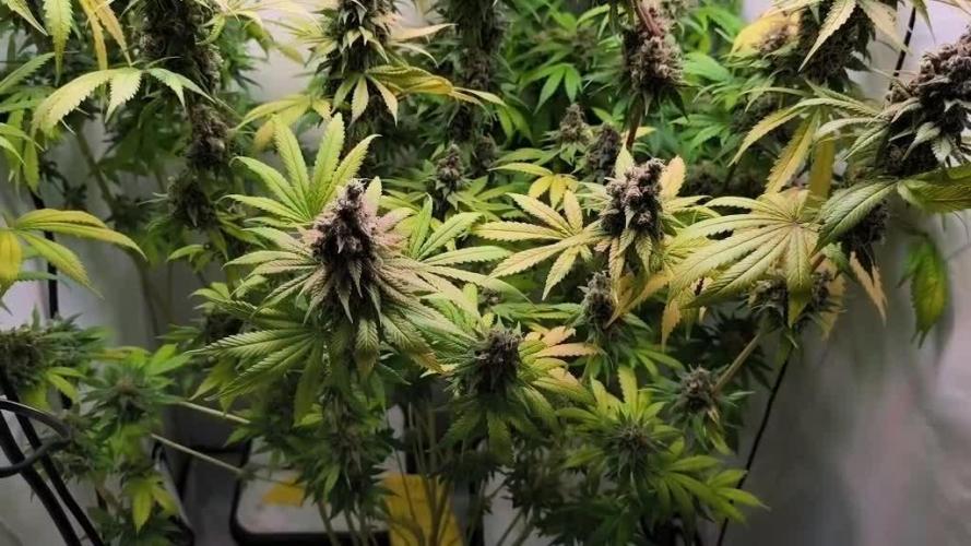 Northern Light Blue indoor