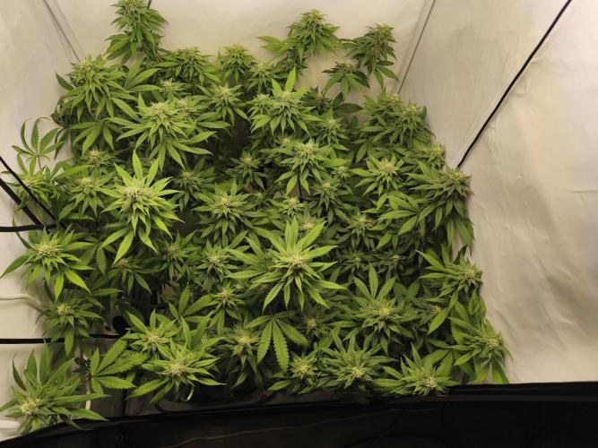 Northern Light Blue from cuttings indoor. Week 9