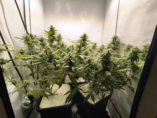 Northern Light Blue from cuttings indoor. Week 9