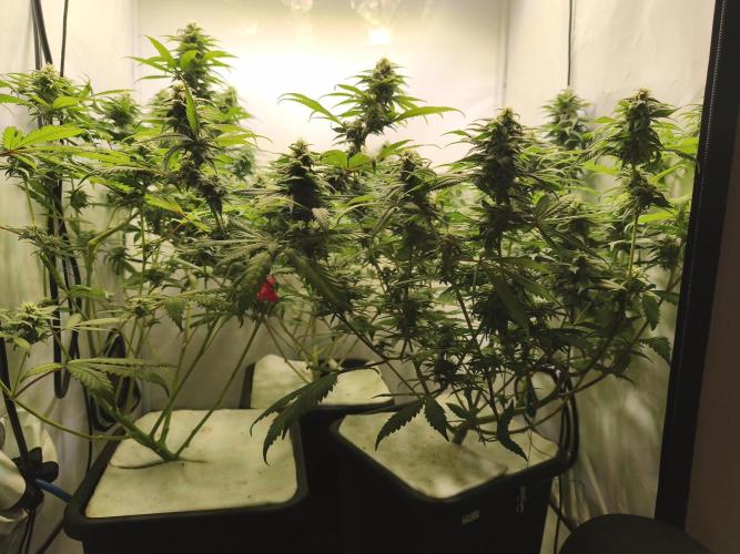 Northern Light Blue from cuttings indoor. Week 9