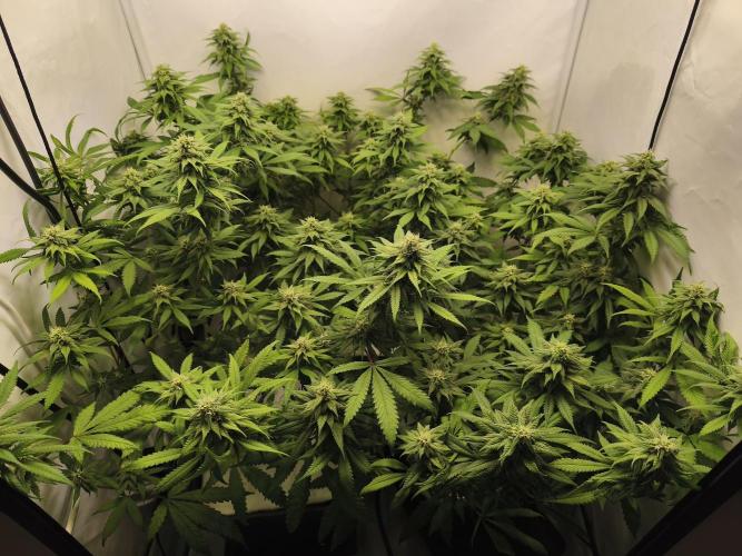 Northern Light Blue from cuttings indoor. Week 9