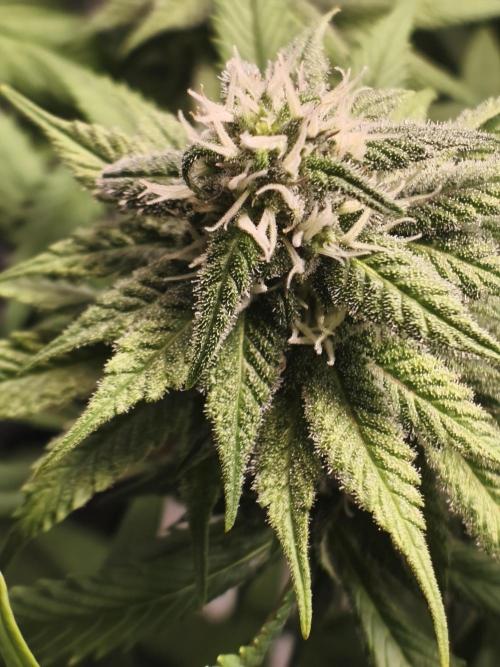 Northern Light Blue from cuttings indoor. Week 9