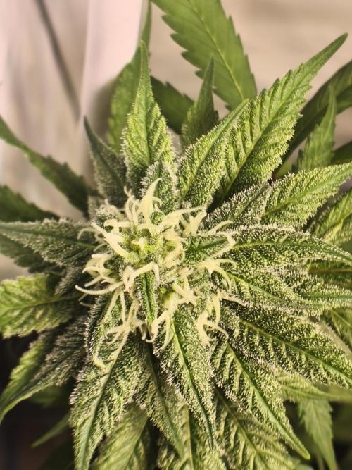 Northern Light Blue from cuttings indoor. Week 9