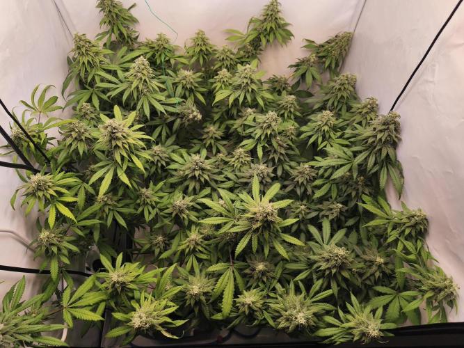 Northern Light Blue from cuttings indoor. Week 10