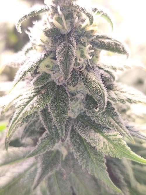 Northern Light Blue from cuttings indoor. Week 10