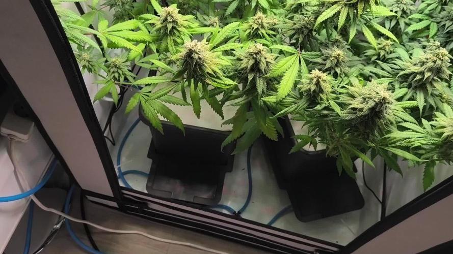 Northern Light Blue from cuttings indoor