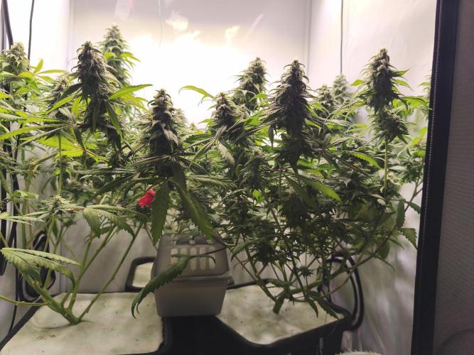 Northern Light Blue from cuttings indoor. Week 11