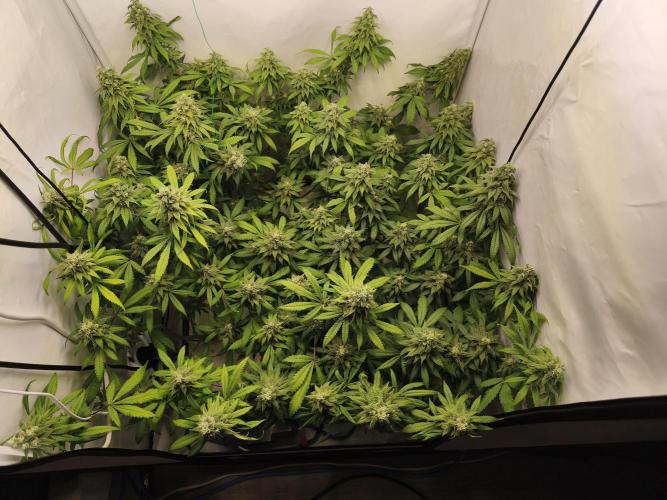 Northern Light Blue from cuttings indoor. Week 11