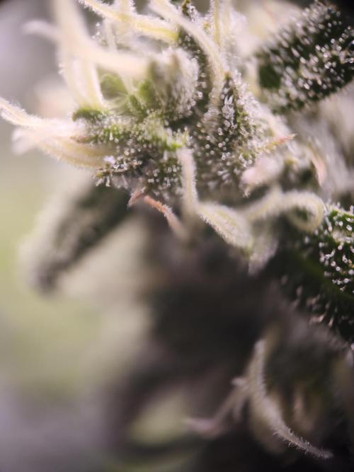 Northern Light Blue from cuttings indoor. Week 11